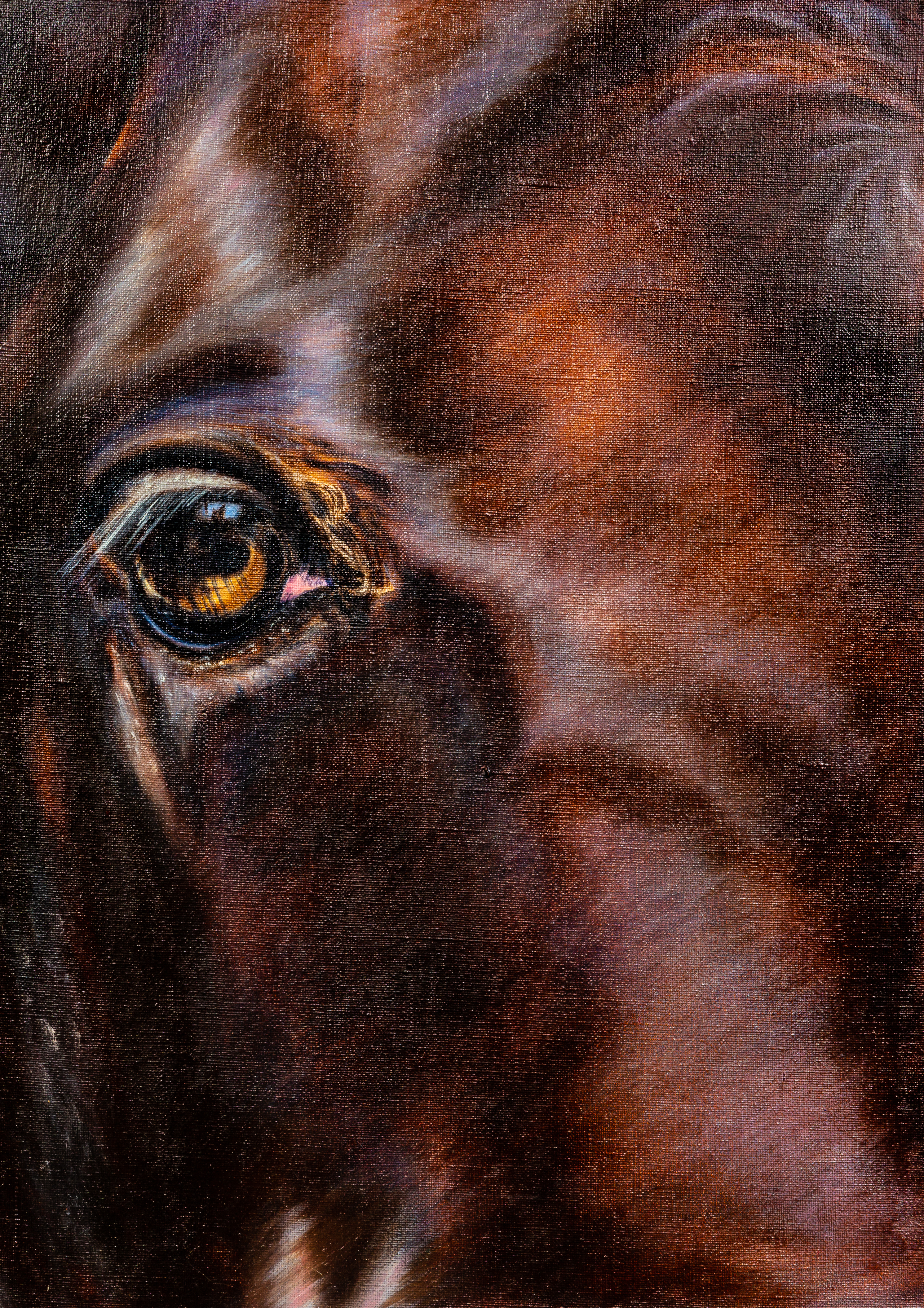 Horse eye Nature